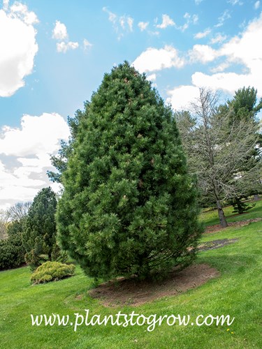Chalet Swiss Stone Pine (Pinus cembra)
